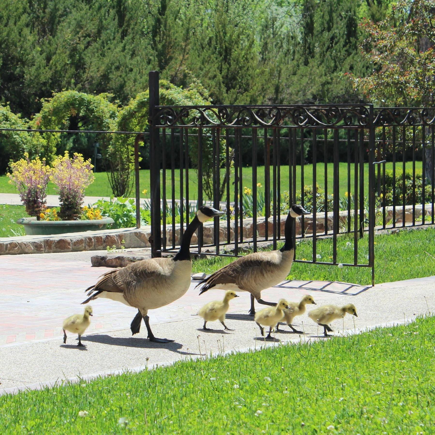Los Poblanos Historic Inn & Organic Farm Los Ranchos de Albuquerque Εξωτερικό φωτογραφία